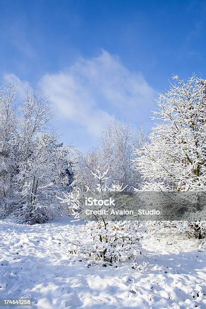 De Invierno Foto de stock y más banco de imágenes de Abeto - Abeto, Abeto Picea, Aire libre