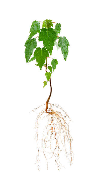 árvore com raízes - uprooted vertical leaf root imagens e fotografias de stock