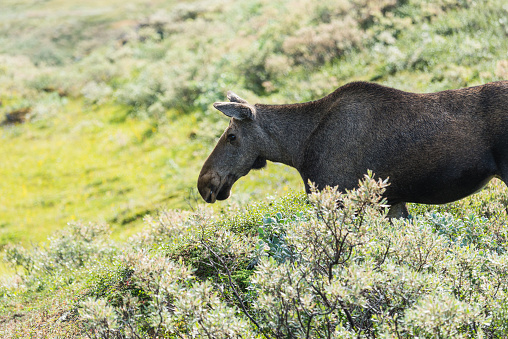 Female moose in Swedish countryside