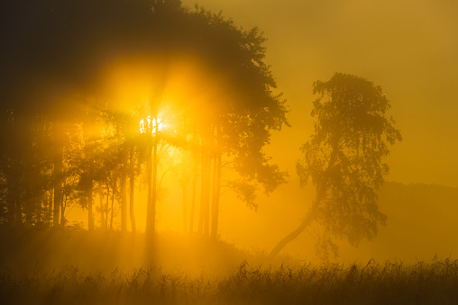 Golden sunrise breaking the silhouetted trees of a forest