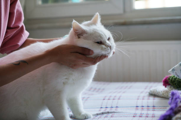 Close up of Mid adult Asian woman using animal brush, Lady brushing cat's hair with smile of happiness. Pet service, talking care of pet concept.