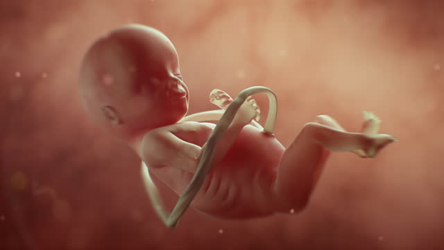 Human Fetus Moving Slowly In Mother’s Womb. Science And Health Related Beautiful Realistic High Quality 4K 3D Animation.