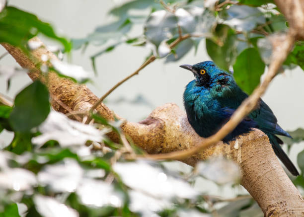 bleus-oreilles starling (lamprotornis chalybaeus - greater blue eared glossy starling photos et images de collection