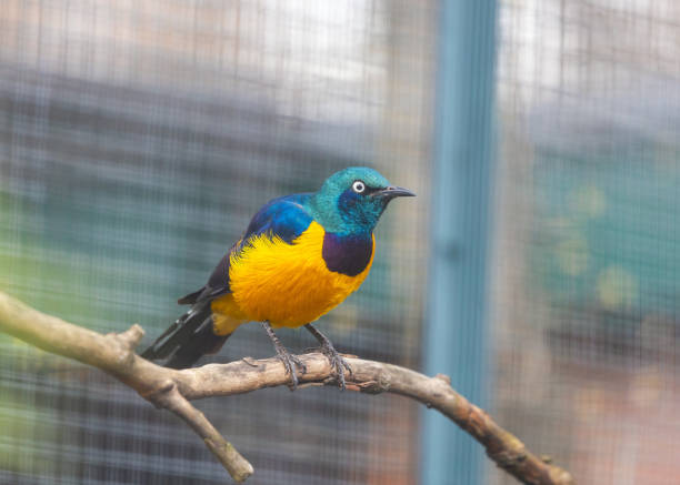 istock Golden-Breasted Starling (Cosmopsarus regius) Outdoors 1746432463
