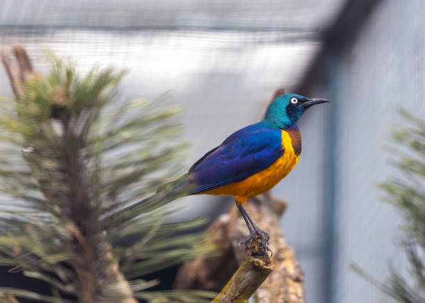 istock Golden-Breasted Starling (Cosmopsarus regius) Outdoors 1746432468