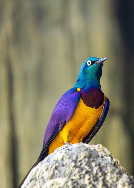 istock Golden-Breasted Starling (Cosmopsarus regius) Outdoors 1746432469
