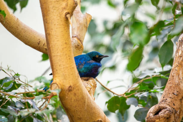 bleus-oreilles starling (lamprotornis chalybaeus - greater blue eared glossy starling photos et images de collection