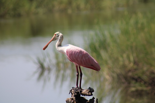 Roseate spoonbill perching on a log on one of Georgia’s barrier islands
