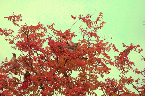 Fieldfare birds sitting in a red autumn tree