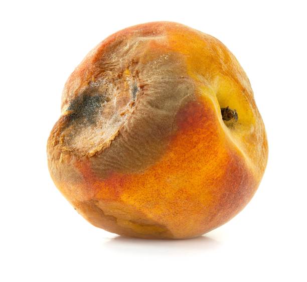 Rotten peach isolated on a white background