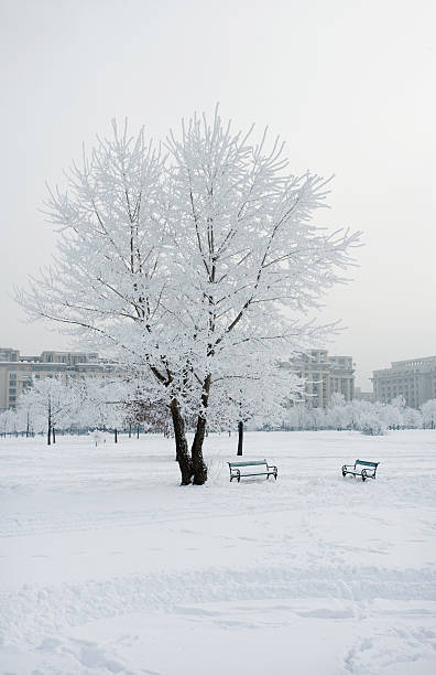 istock Trees and benches in a snow covered park. 174645078