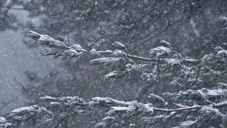 Light snow falling on fir tree branches in woods, onset of winter. Telephot0