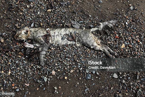 Gatto Corpse - Fotografie stock e altre immagini di Animale - Animale, Animale morto, Arto - Parte del corpo