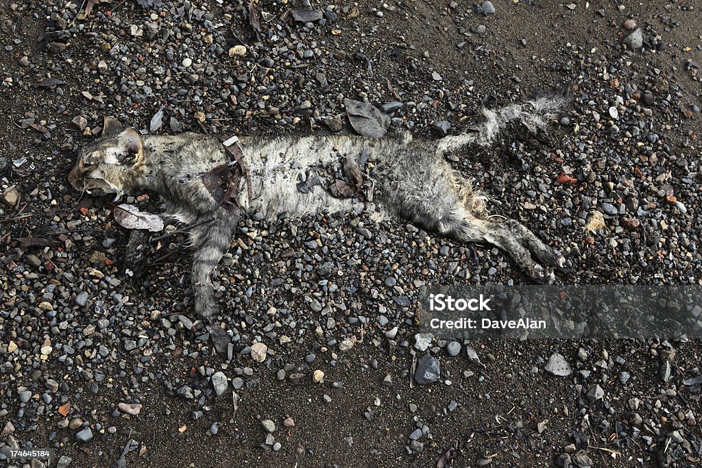 Gato Corpse - Royalty-free Animal Foto de stock