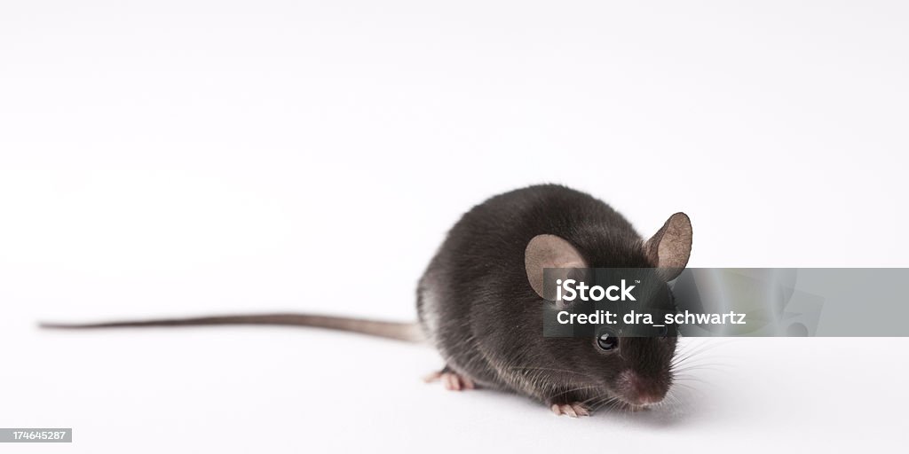Laboratory research mouse on light background Laboratory mouse. Mouse - Animal Stock Photo