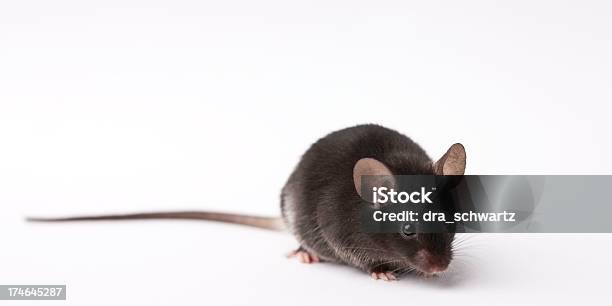 Laboratory Research Mouse On Light Background Stock Photo - Download Image Now - Mouse - Animal, Black Color, Animal