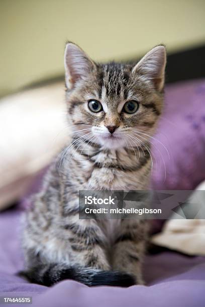 Tabby Kitten Looking At Camera Stock Photo - Download Image Now - Gray Color, Domestic Cat, Kitten