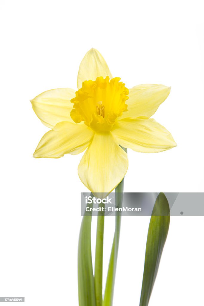 Narzisse isoliert auf weiss - Lizenzfrei Blume Stock-Foto