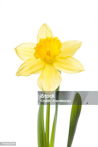 Narciso Aislado En Blanco Foto de stock y más banco de imágenes de Amarillo - Color - Amarillo - Color, Belleza de la naturaleza, Espacio en blanco