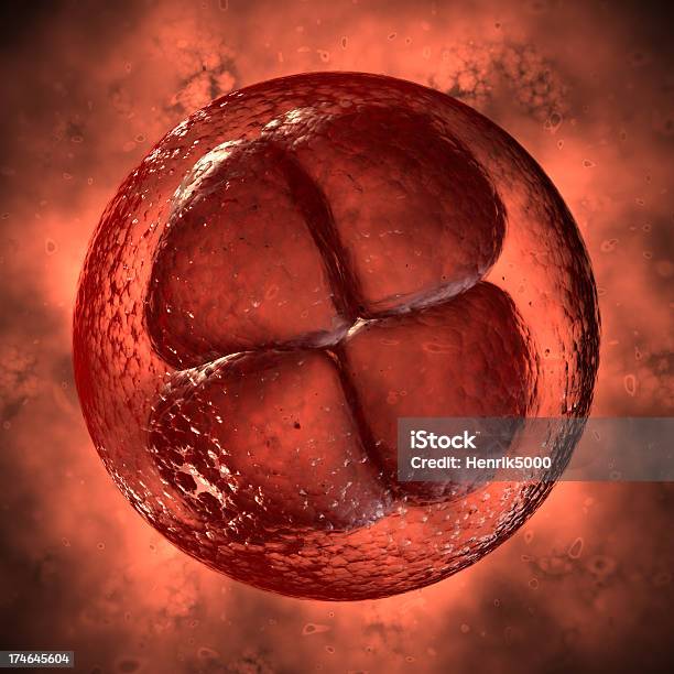 Photo libre de droit de Cellule Œuf Division banque d'images et plus d'images libres de droit de Zygote - Zygote, Zygote animal, ADN