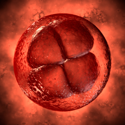 High quality 3d render of an egg cell in mitosis