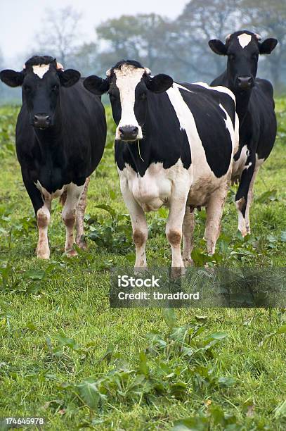 Drei Neugierig Kühe Stockfoto und mehr Bilder von Kuh - Kuh, Menschenähnliches Gesicht, Schwarz - Farbe