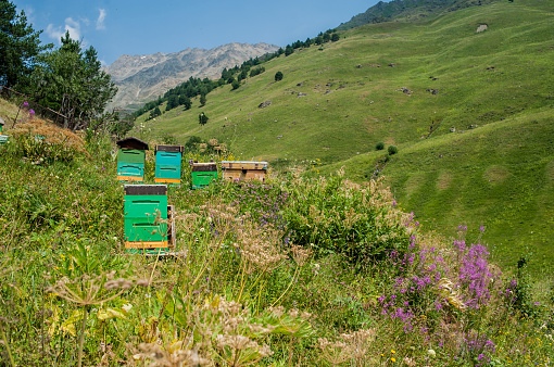 Apiary in the mountains in summer. Bee hives in nature.