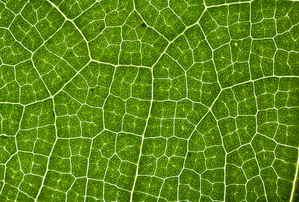 extreme close-up of a 잎 표시중 정맥류, 세포 데테일 - 잎맥 뉴스 ��사진 이미지