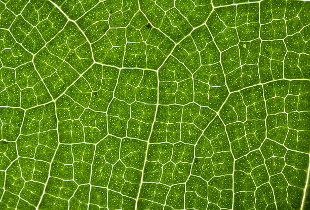 экстремальных крупным планом на лист с указанием вен, клетка отделкой - leaf vein стоковые фото и изображения