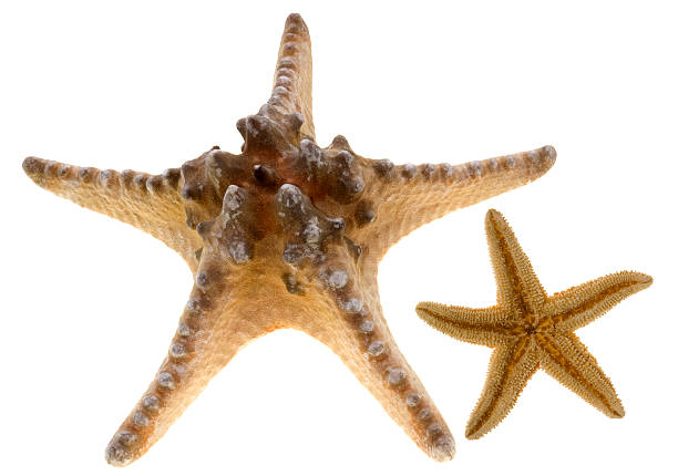 deux étoile de mer - knobbly photos et images de collection