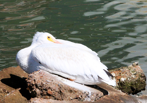 a white pelican resting on a rock with its beak tucked under its wing