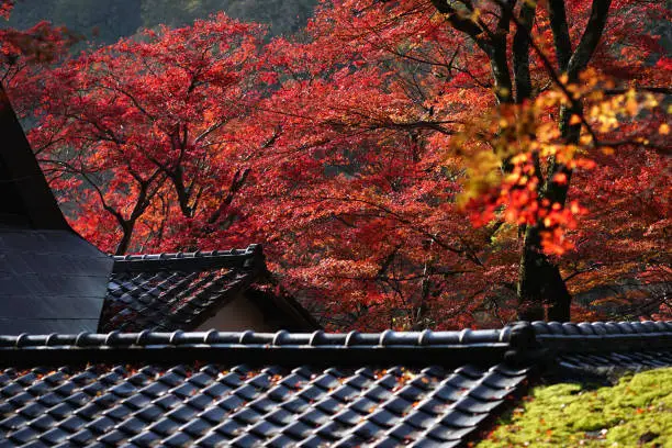 The beauty of red maple leaves in spring and the roofs of old buildings in Japan.
