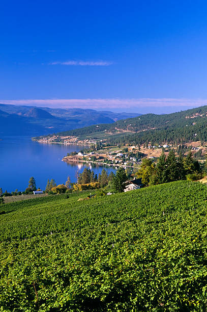 bodega rural pintoresco lago - kelowna chardonnay grape vineyard grape fotografías e imágenes de stock