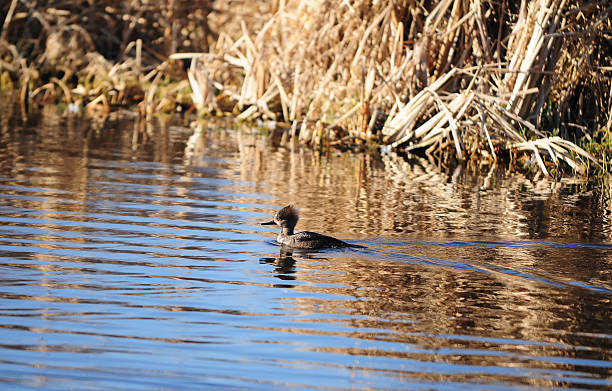 Hooded Merganser stock photo