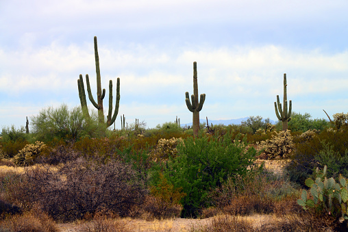 Native Prickly pear cacti (Opuntia tapona) in Baja California with fruits.