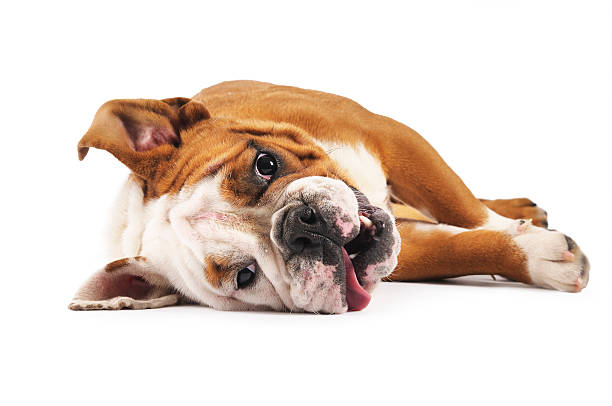 istock English Bulldog 174647212