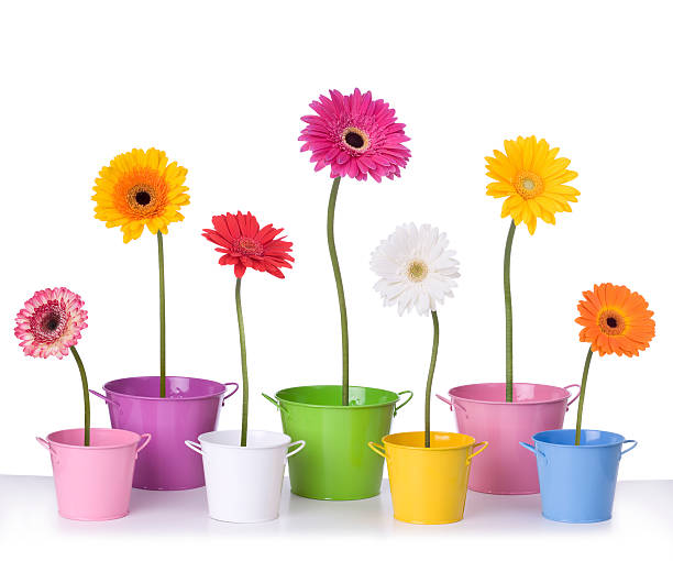 istock Daisies in Flower Pots 174647235