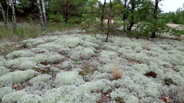 Dolly shot. The bushy lichen Cladonia rangiferina. Ash grey carpet on the soil
