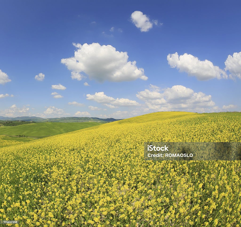 Giallo meadow in Val d'Orcia Toscana, Italia - Foto stock royalty-free di Collina