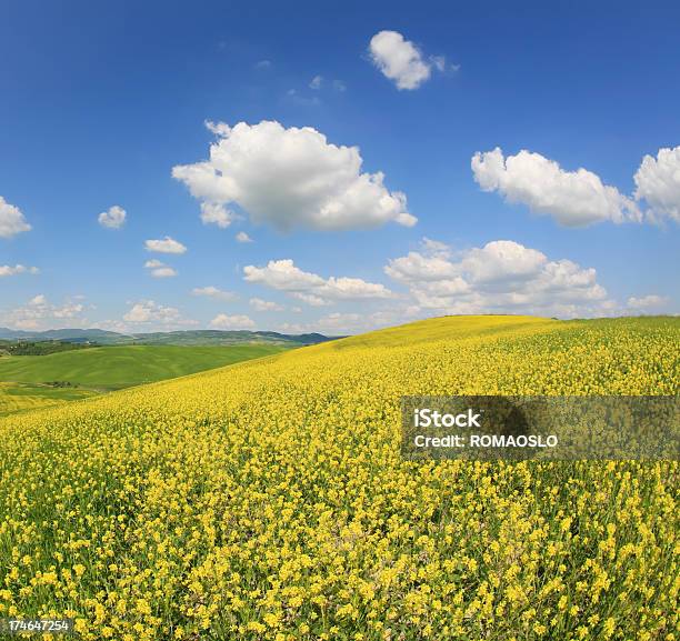 Giallo Meadow In Val Dorcia Toscana Italia - Fotografie stock e altre immagini di Collina - Collina, Senape - Erba aromatica, Bellezza naturale