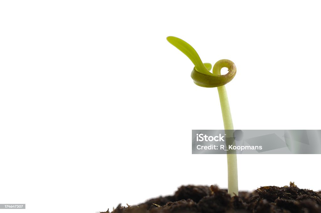 Plant de chou se dresse au sol, de la croissance - Photo de Agriculture libre de droits