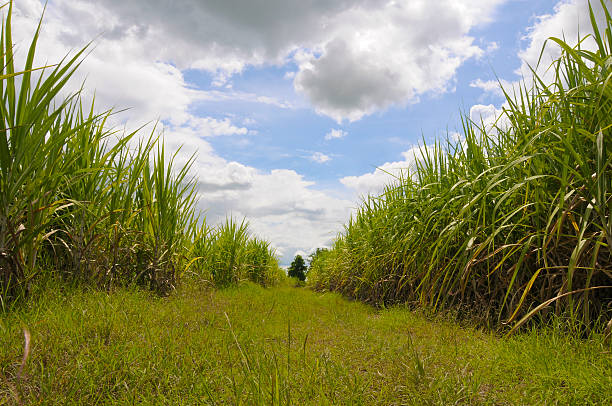 Sugarcane Lane stock photo