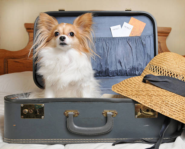 istock Blue suitcase on bed with dog inside and hat spilling over 174647371