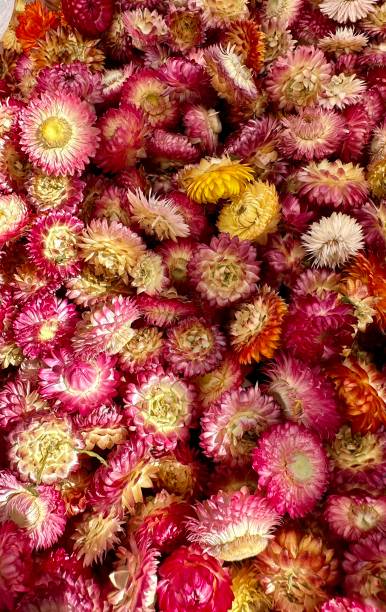 istock Pinky colorful dried beautiful flowers 1746474043