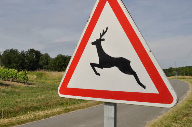 istock road sign indicating wild animals 1746475685
