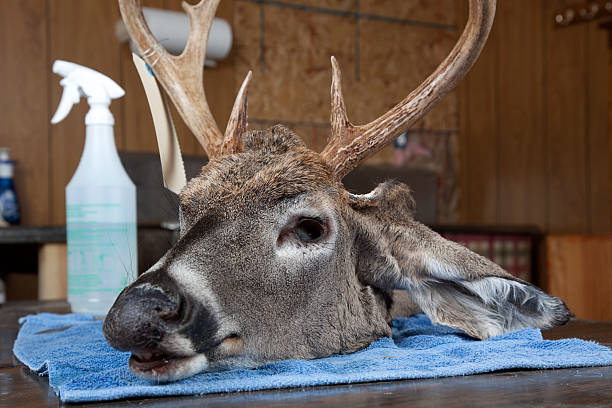 Deer Head Being Prepared To Be Stuffed Stock Photo - Download