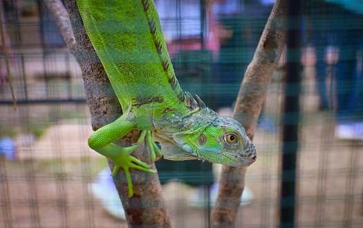 Iguana on Green Background