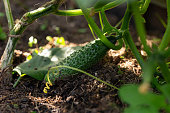 Cucumber German F1 Parthenocarpichybrid, giving a very early and high yield growing in summer kitchen garden, allotment
