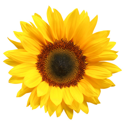 Sunflower isolated, white background,             