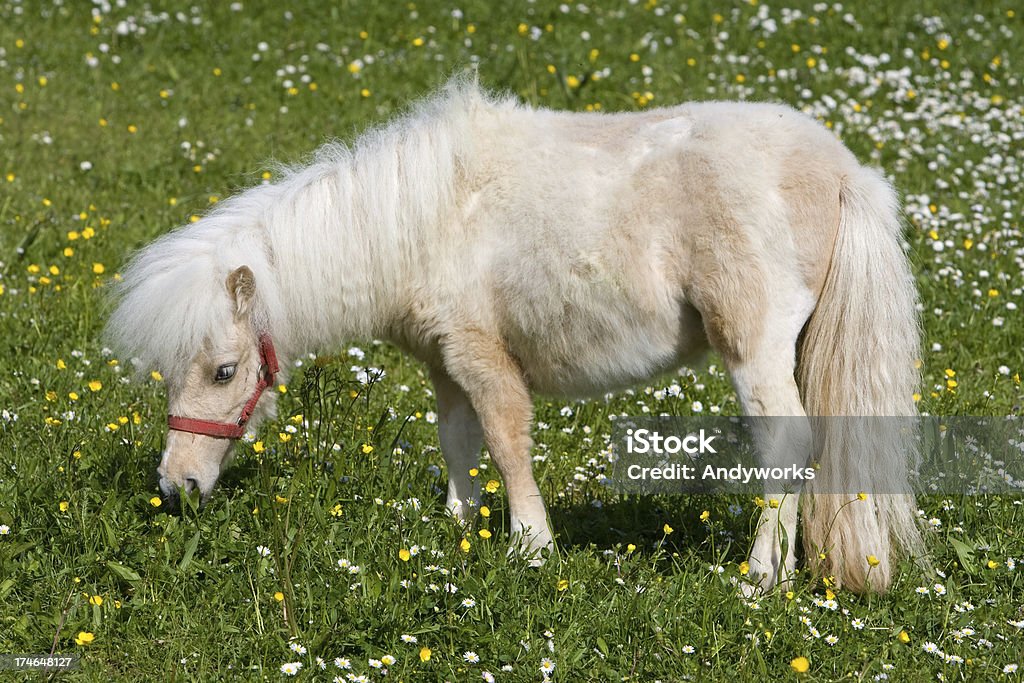 Grasen Falabella - Lizenzfrei Falabella Horse Stock-Foto